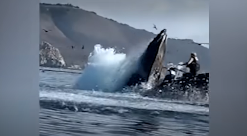 Humpback Whale Nearly “Swallows” Two Kayakers In California