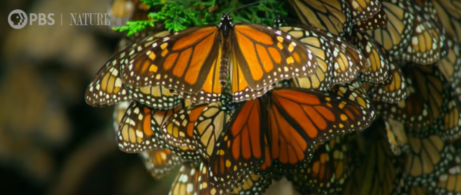 Hummingbird Drone Films Half A Billion Monarch Butterflies Taking Flight