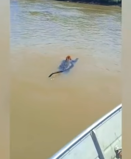 Fishermen Rush To Save Exhausted Monkey From Drowning