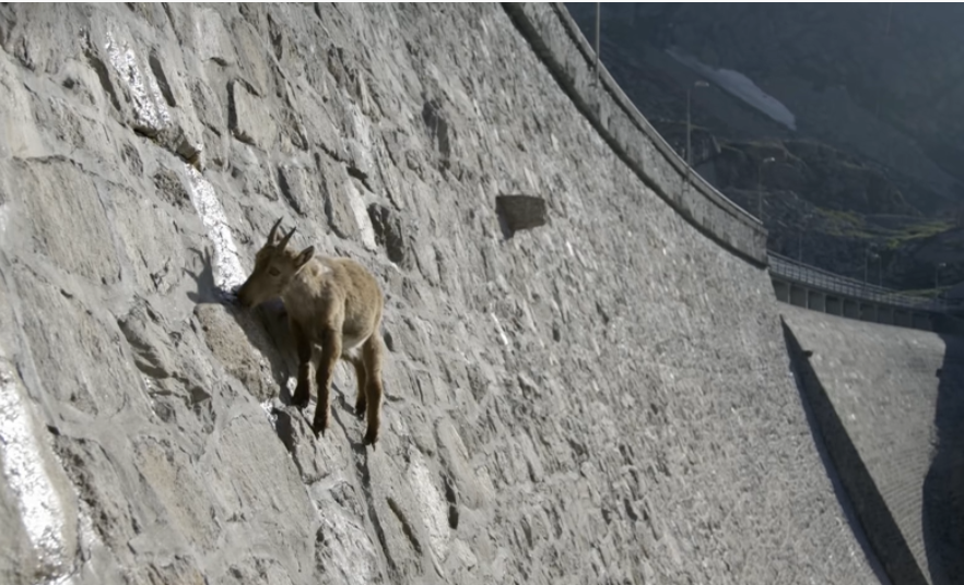 Mountain Goats Risk Their Lives To Reach Nutritious Mineral Salts