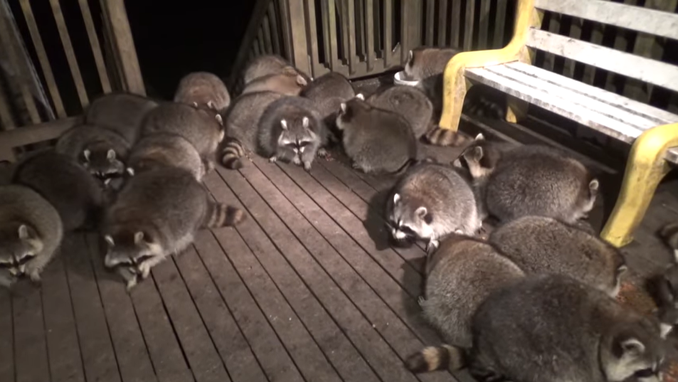 Man Feeds Dozens Of Orphaned Raccoons In Honor Of His Late Wife