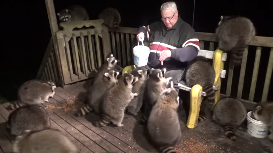 Man Feeds Dozens Of Orphaned Raccoons In Honor Of His Late Wife