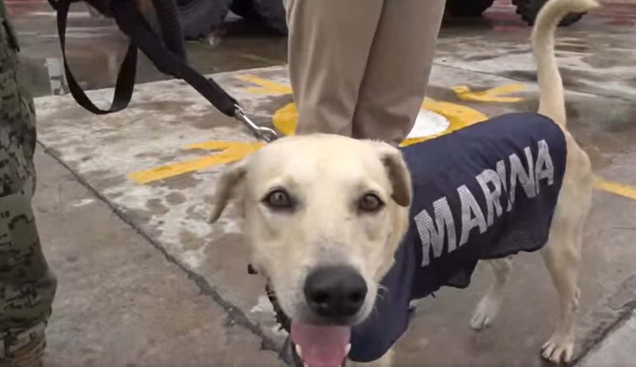 Stranded Dog Saved From Flood In Mexico After It Was Found Clinging To A Building