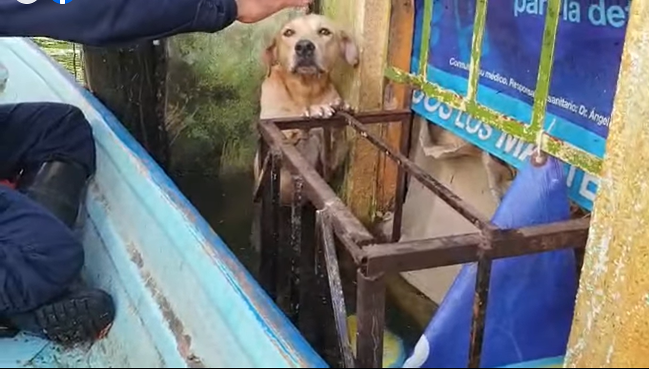Stranded Dog Saved From Flood In Mexico After It Was Found Clinging To A Building