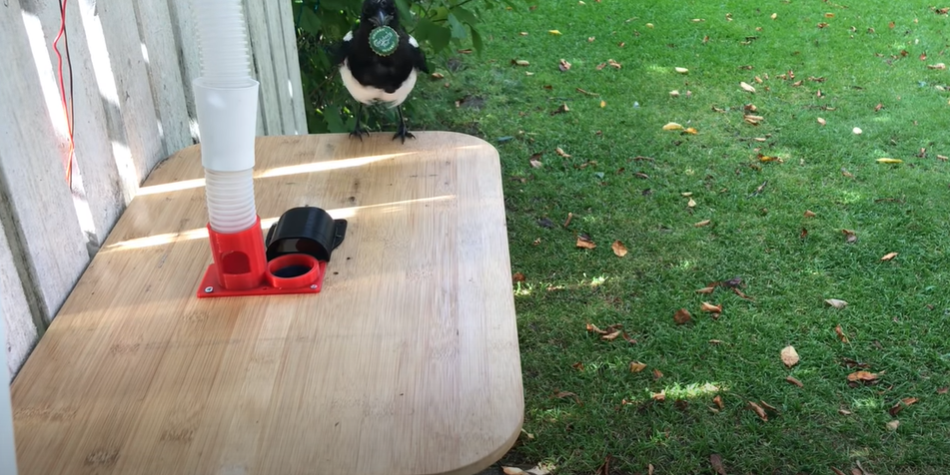 Man Builds A Bird Feeder That Trained Magpies To Exchange Trash For Food