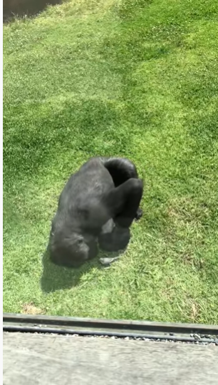 Gorilla Makes Sure Injured Bird Is Okay After It Gets Trapped In His Enclosure
