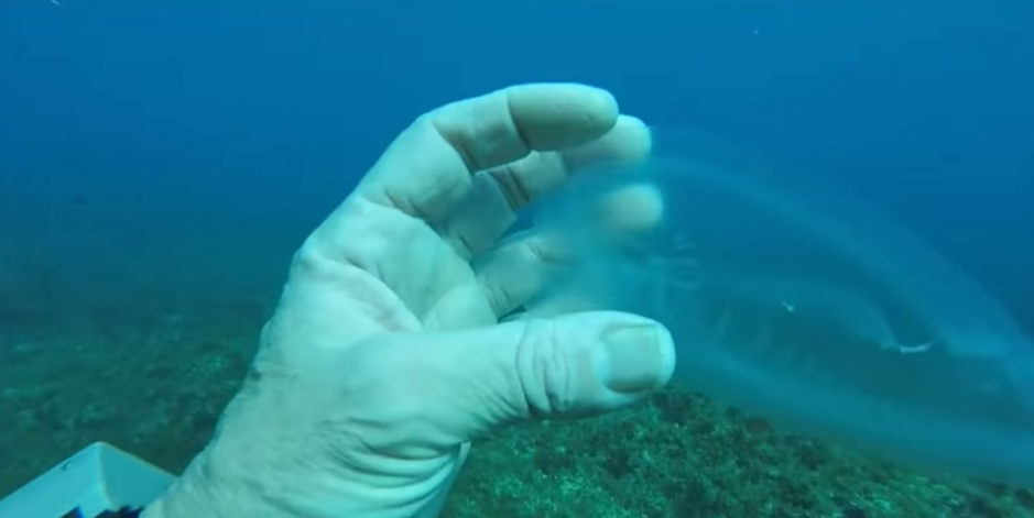 Diver Gets Up Close And Interacts With A Rare Translucent Sea Creature