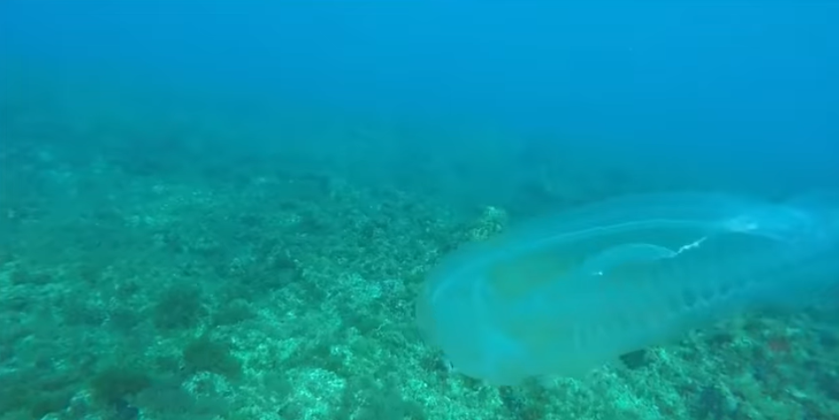 Diver Gets Up Close And Interacts With A Rare Translucent Sea Creature