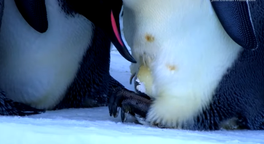 Robotic Penguin Takes Incredible Footage Of Chicks Being Hatched At Their Father’s Feet