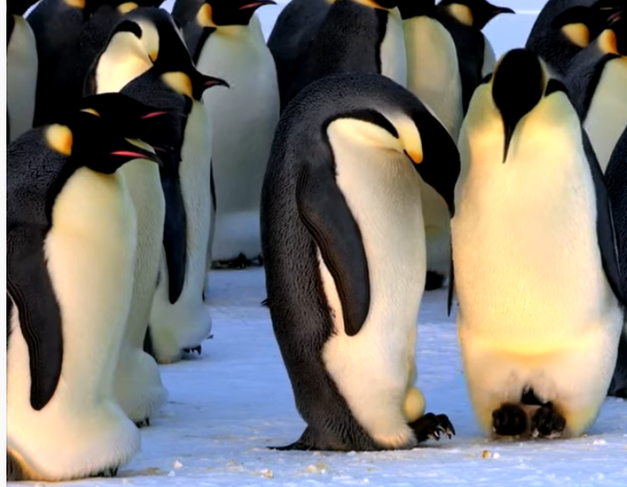 Robotic Penguin Takes Incredible Footage Of Chicks Being Hatched At Their Father’s Feet