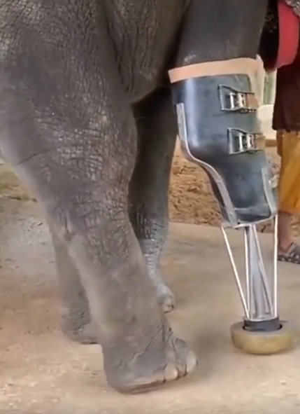 Elephant That Lost Its Leg From A Landmine Learns To Walk Again With A Prosthetic