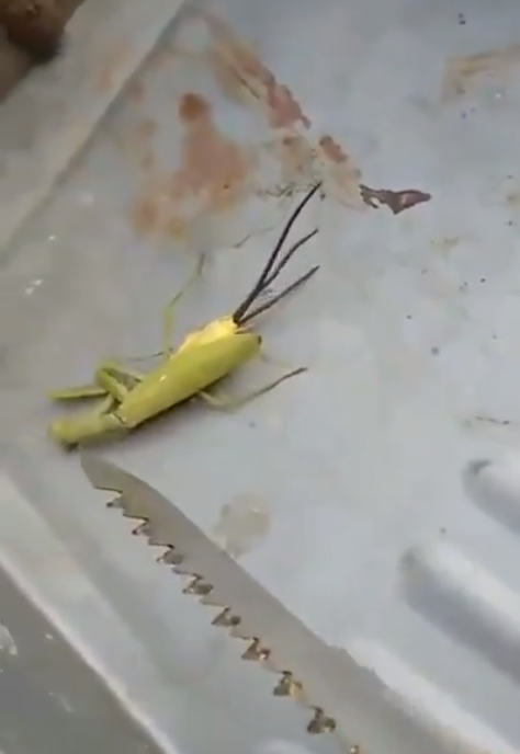 Alien-Like Worm Bursts Out Of Dead Praying Mantis In Creepy Video
