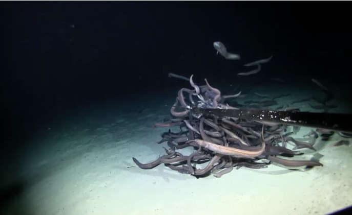 The Most Fish Ever Recorded On Camera Discovered 10,000 Feet Below The Ocean’s Surface