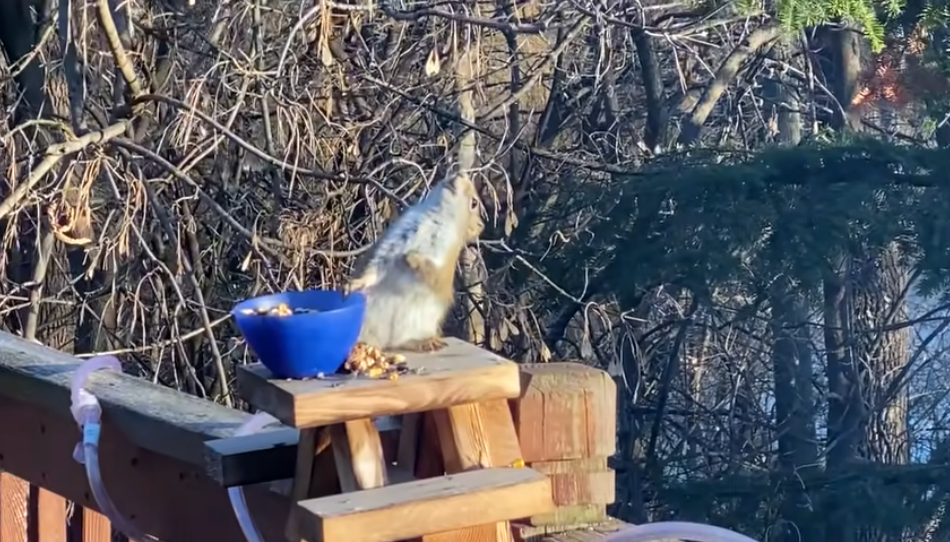 Squirrel Accidentally Gets Drunk After Eating Fermented Pears
