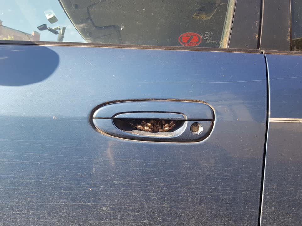 Woman Finds A Giant Spider Hiding In The Handle Of Her Car
