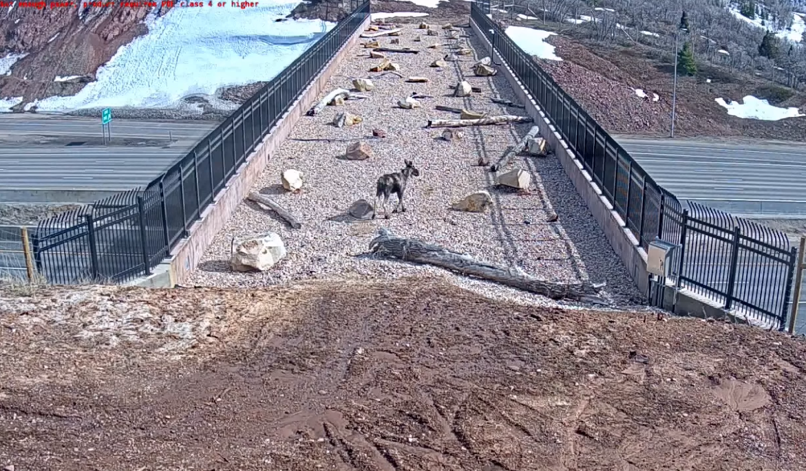 Wildlife Officials Are Thrilled To See Animals Using The Bears, Moose, and Bobcats Captured Using Utah’s First Wildlife Bridge
