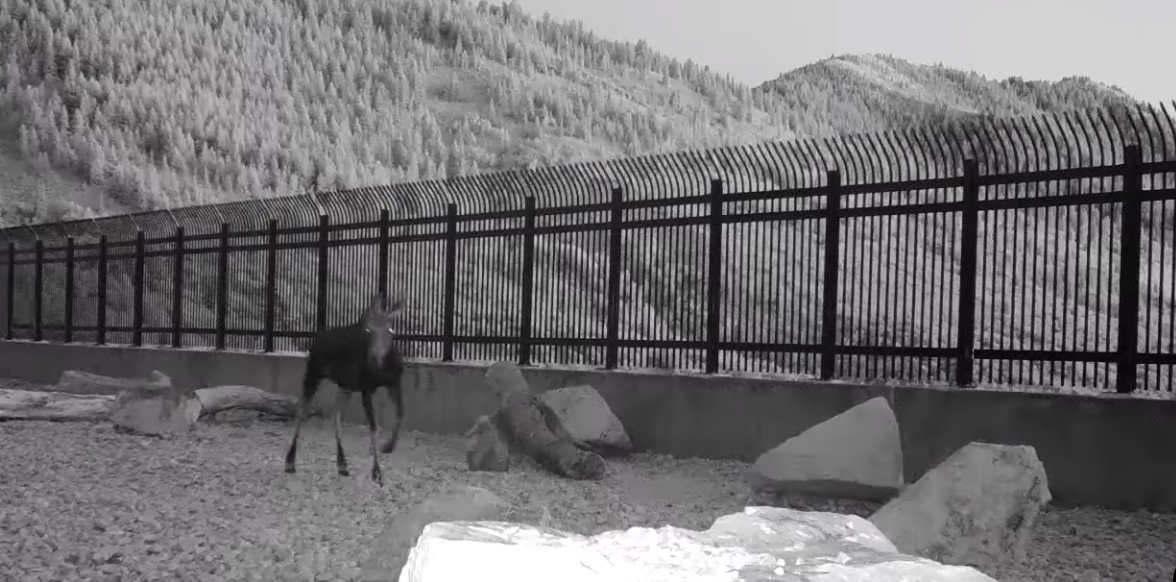 Wildlife Officials Are Thrilled To See Animals Using The Bears, Moose, and Bobcats Captured Using Utah’s First Wildlife Bridge