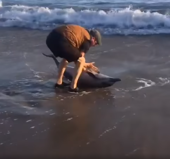 Man Rescues Baby Dolphin After It Got Stranded On The Beach