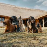 DOG PACK