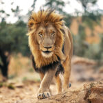 LEO