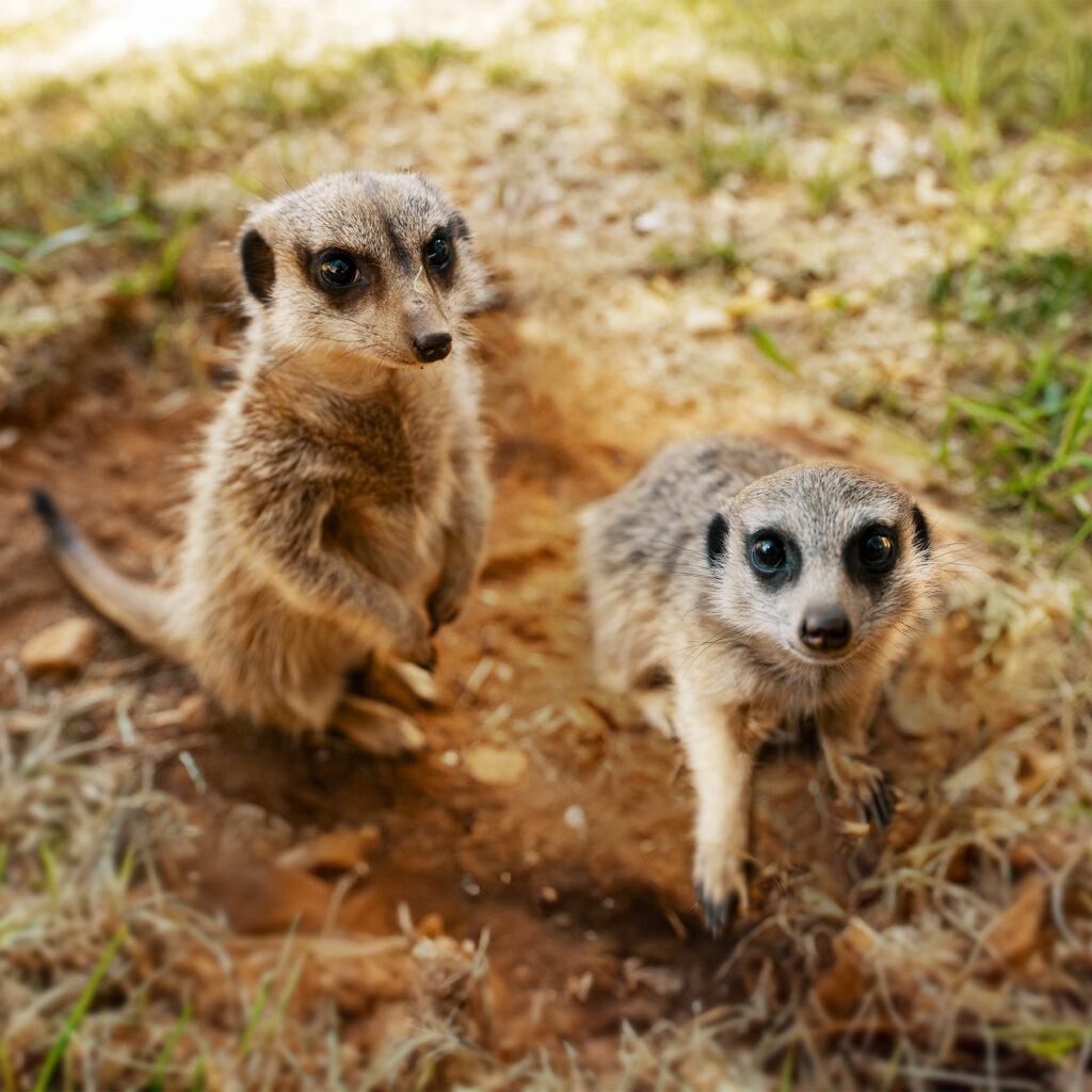 MEERKATS