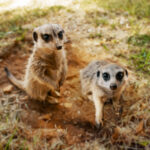 MEERKATS